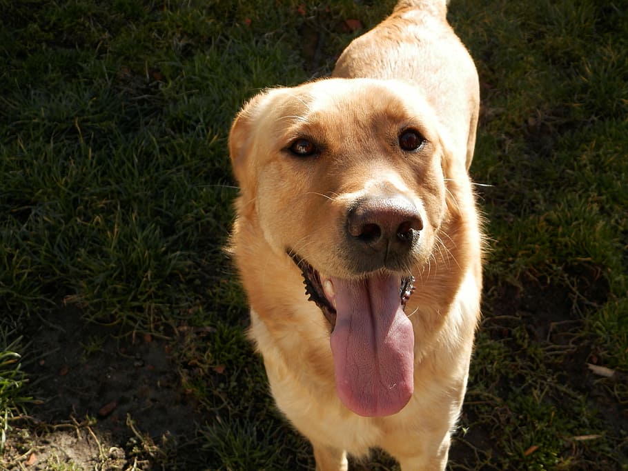 dog, pets, animal, language, retriever, cute, grass, canine HD wallpaper