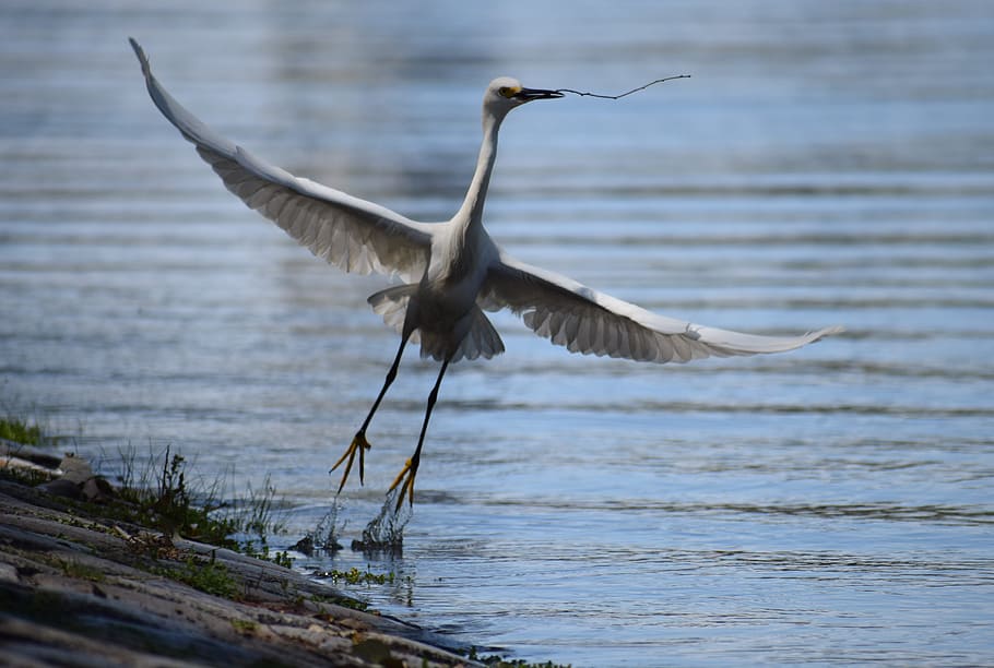 heron, bird, flight, fly, animal world, nature, pond, animals HD wallpaper