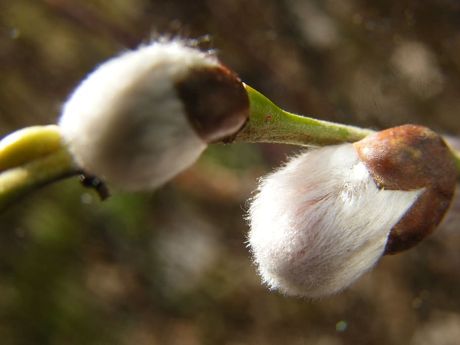pussy willow, spring, march, snowdrop, signs of spring, plant HD wallpaper