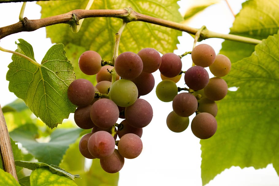 grapes, summer, loza, sun, fruit, healthy eating, food and drink HD wallpaper