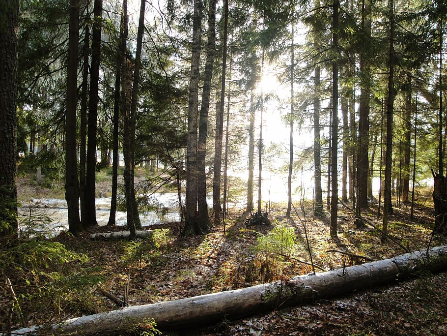 forest, moscow region, tree, plant, land, tranquility, woodland HD wallpaper