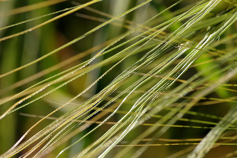 ears, corn, mustache, the stem, the cultivation of, barley HD wallpaper