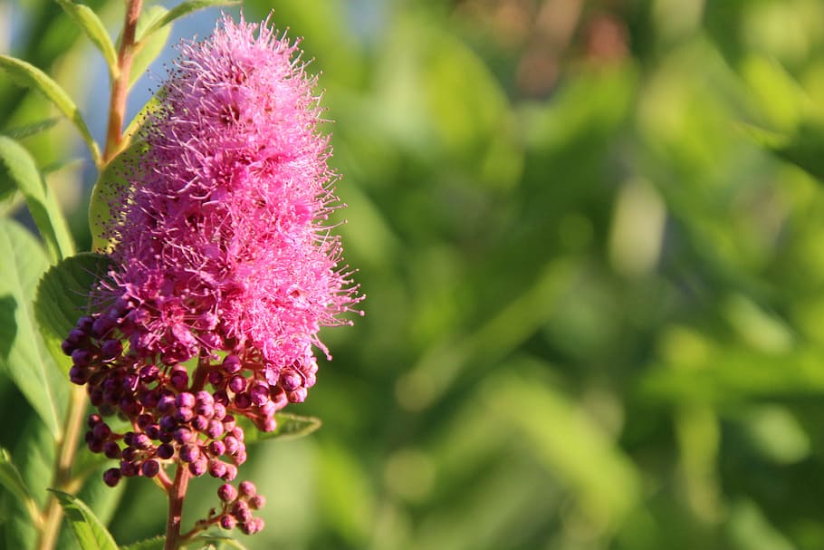 Lilac, Pink, Blossom, Bloom, Plant, flower, nature, growth HD wallpaper