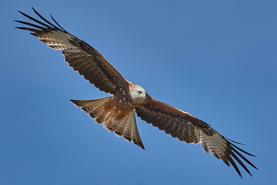 milan, flight, sky, bird, wing, bird of prey, animal themes HD wallpaper