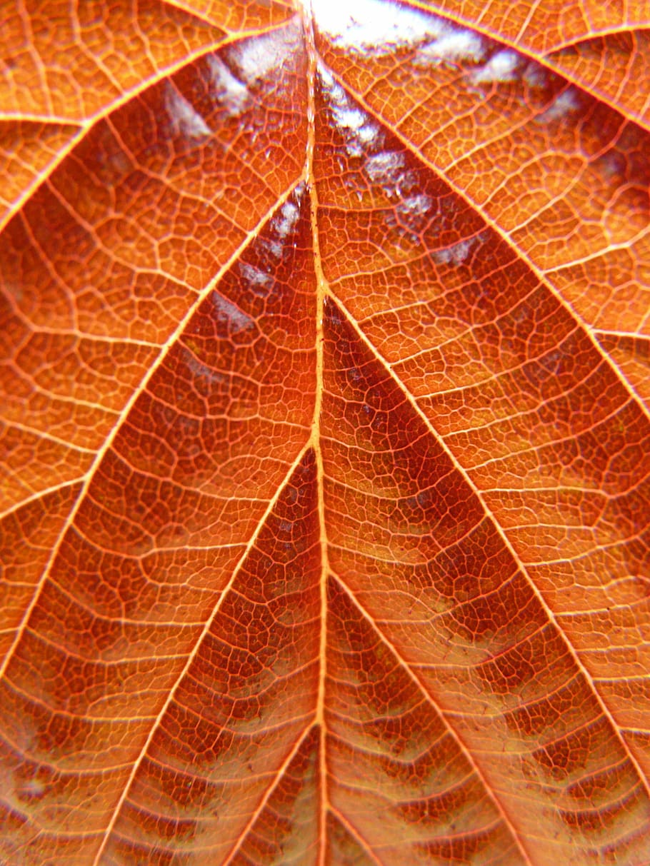 Leaf, Common Hazel, birch greenhouse, bush, tree, leaf veins HD wallpaper