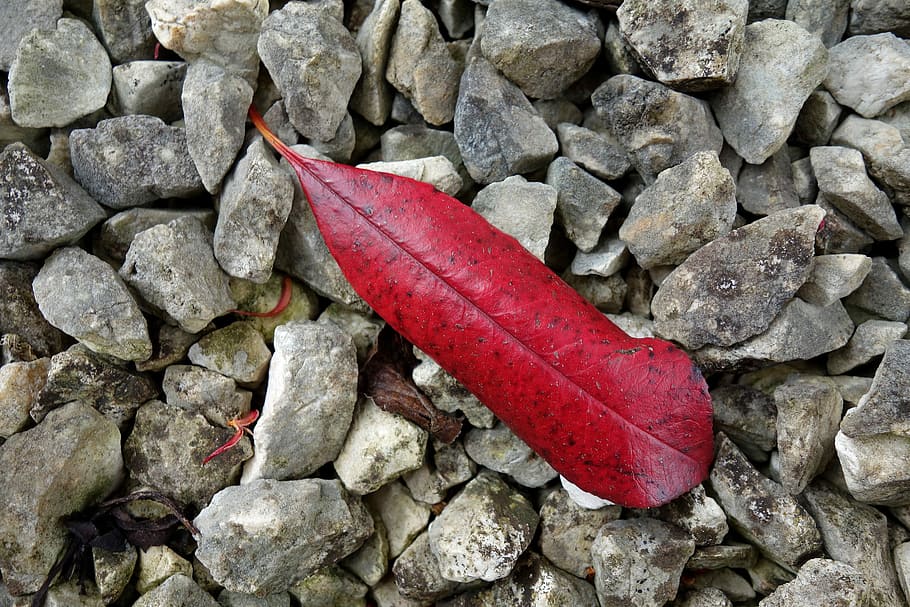 Leaf, Stones, Nature, Color, red, grey, no people, pebble, close-up HD wallpaper