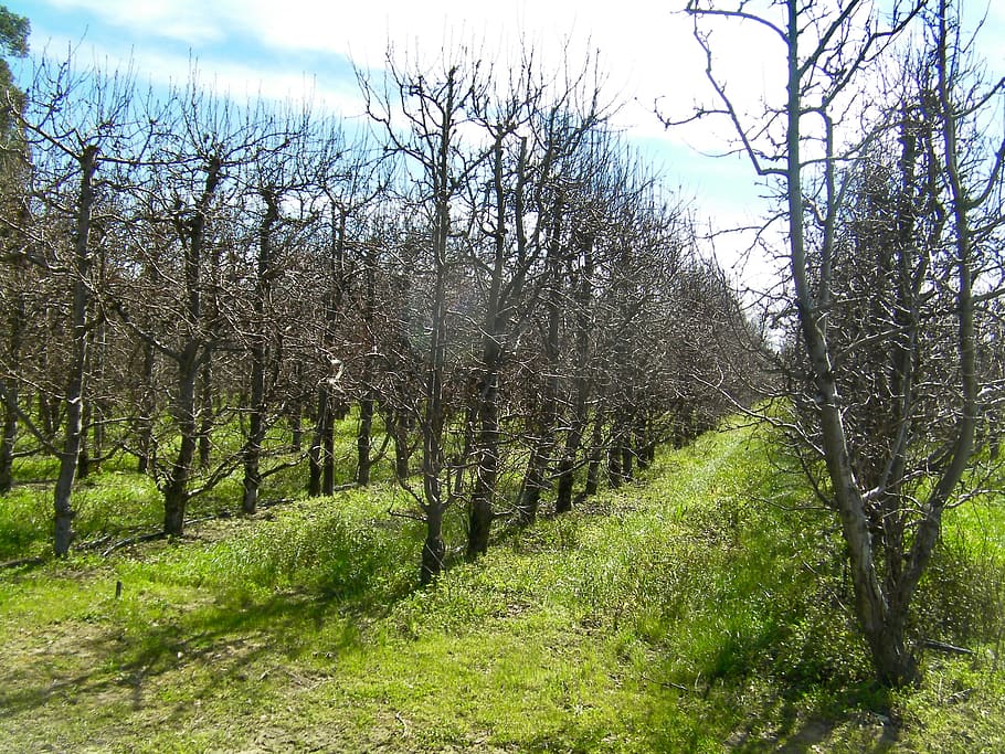orchard, tree, plant, tranquility, tranquil scene, land, growth HD wallpaper