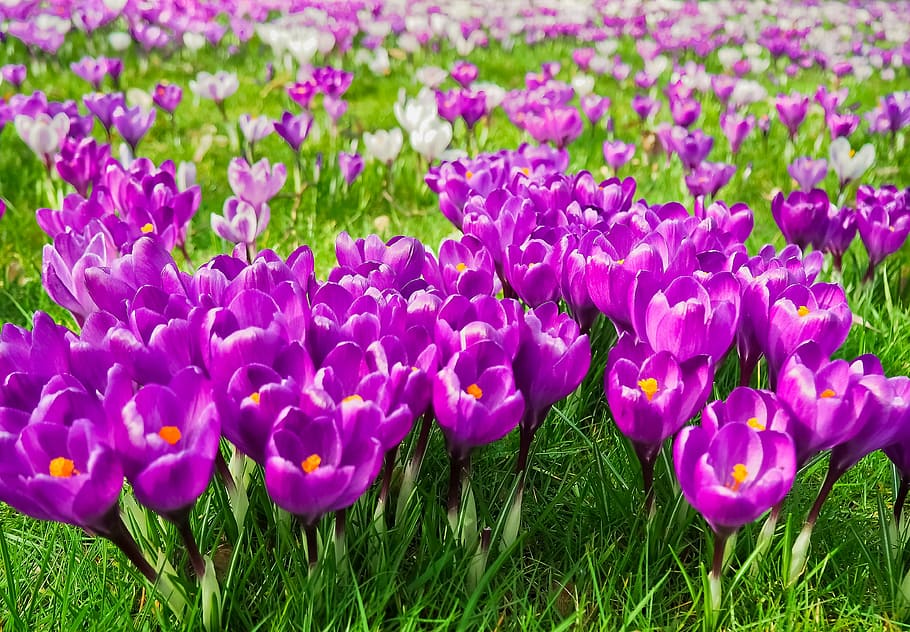 purple tulip field, crocus, flower, spring, spring flower, blossom, HD wallpaper
