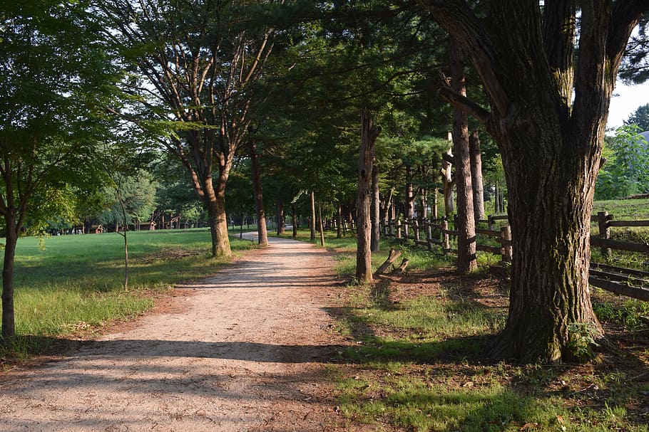nami, gil, wood, shadow, straight road, greenery, landscape HD wallpaper