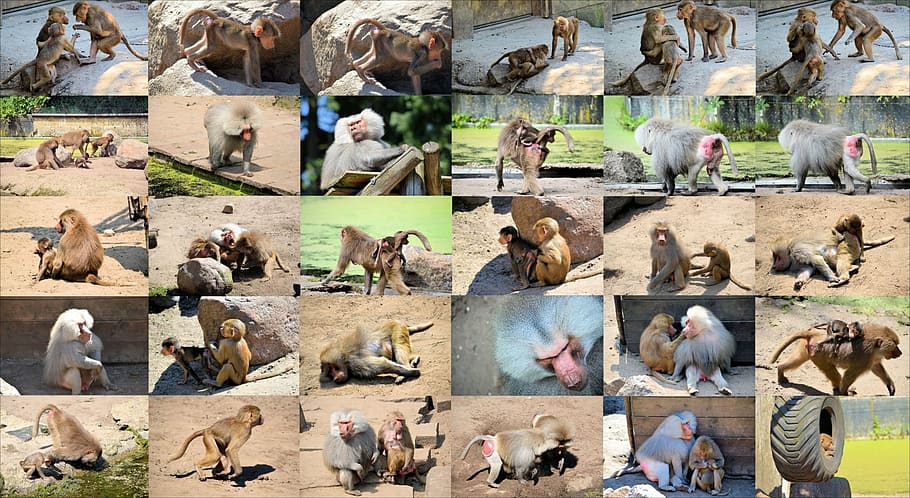 baboon, monkey, ape, collage, animal, wildlife, zoology, mammal HD wallpaper