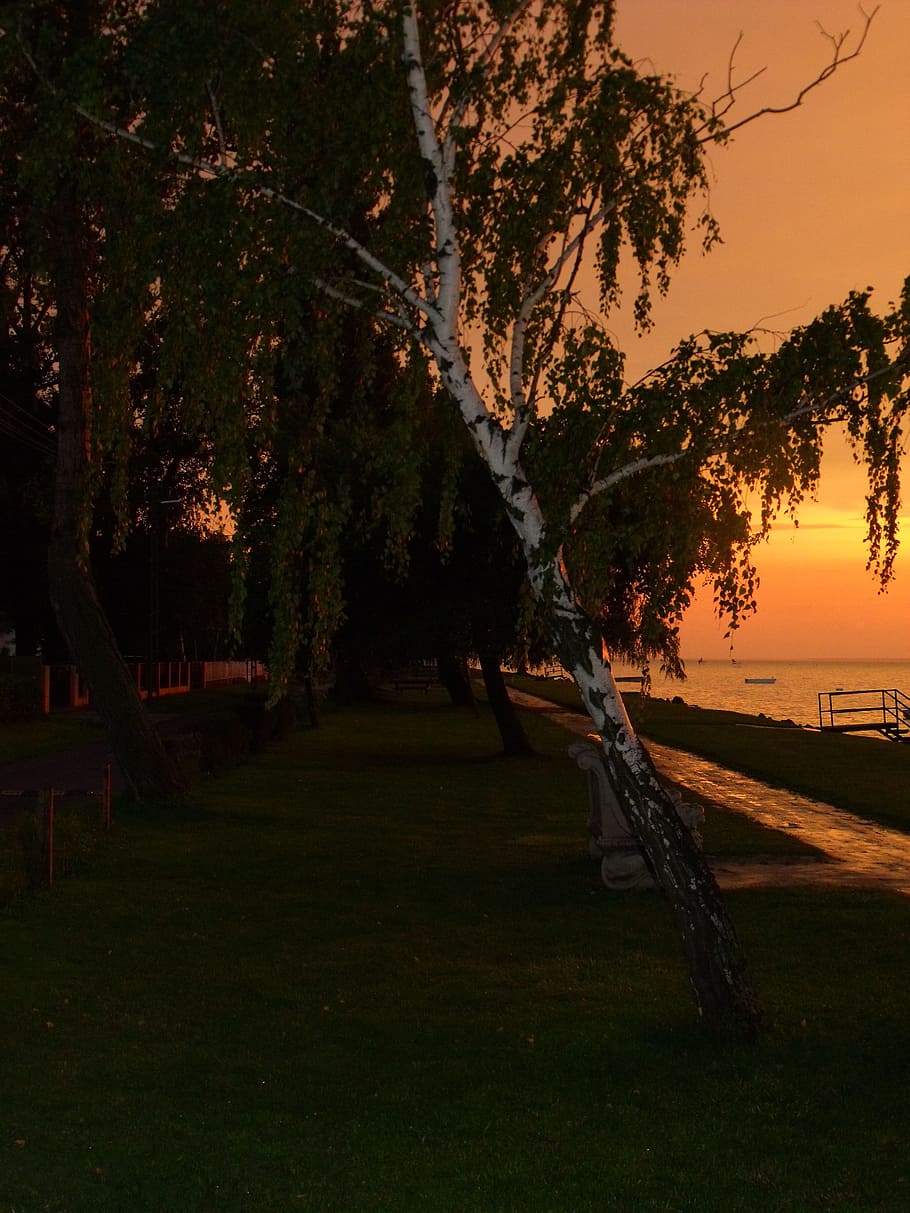 Sunset, Beach, Promenade, Lake, beach promenade, tree, the way forward HD wallpaper