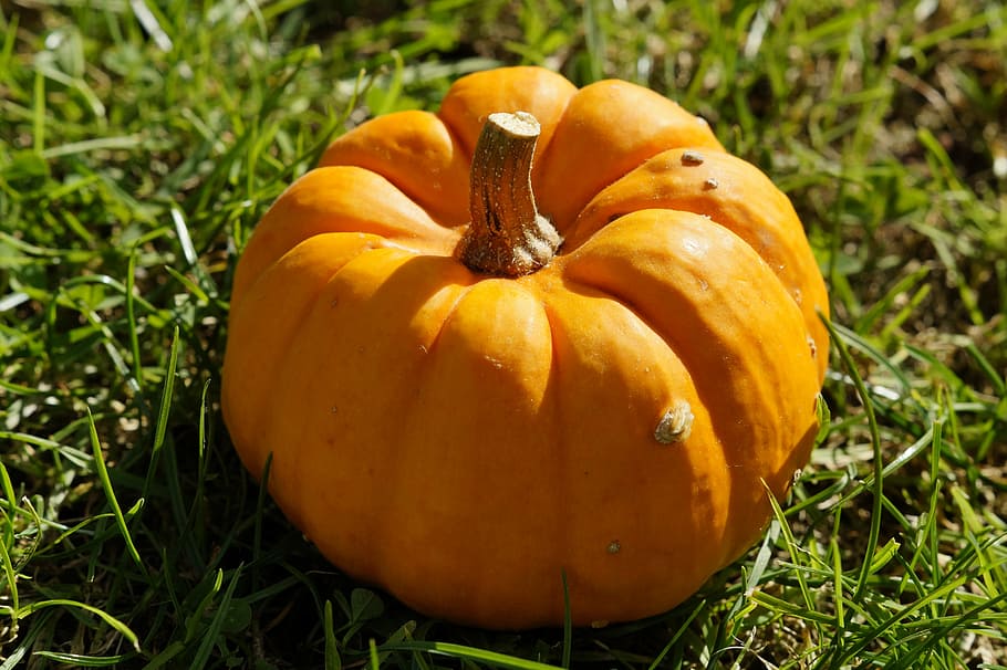 pumpkin, orange, grass, autumn, halloween, harvest, gourd, thanksgiving HD wallpaper