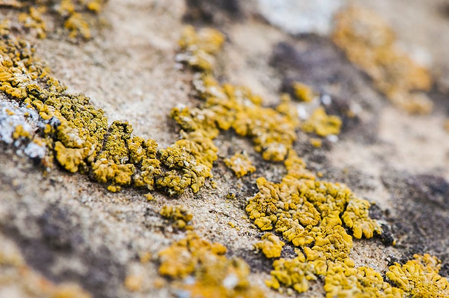 lichen, life, natural, macro, yellow, close-up, backgrounds HD wallpaper
