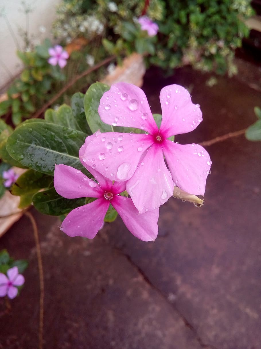flower, dew, red, plant, flowering plant, drop, beauty in nature HD wallpaper