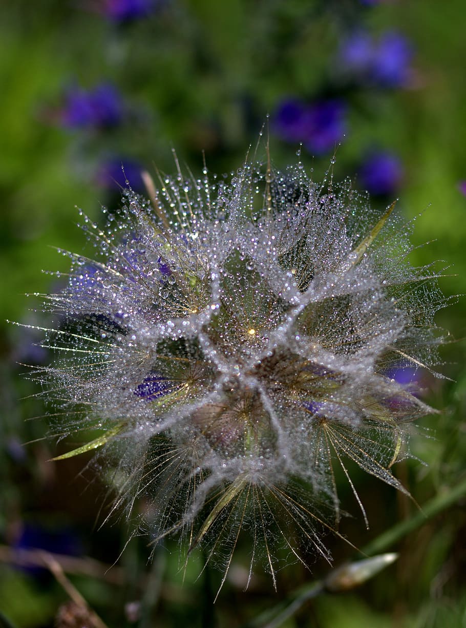 dandelion, plant, drops, wet, dew, nature, purple, flower, fragility HD wallpaper