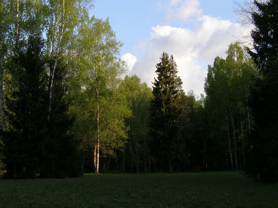 trees, park, sky, spring, evening, outdoor, sunny, scene, view HD wallpaper