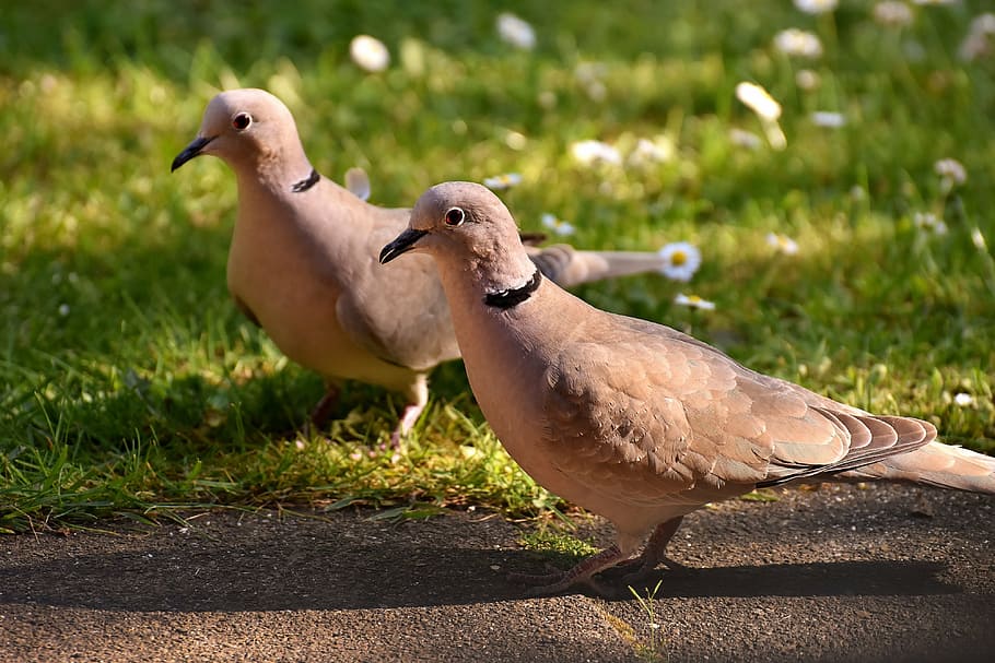 pigeons, collared, birds, feather, plumage, nature, animal world HD wallpaper
