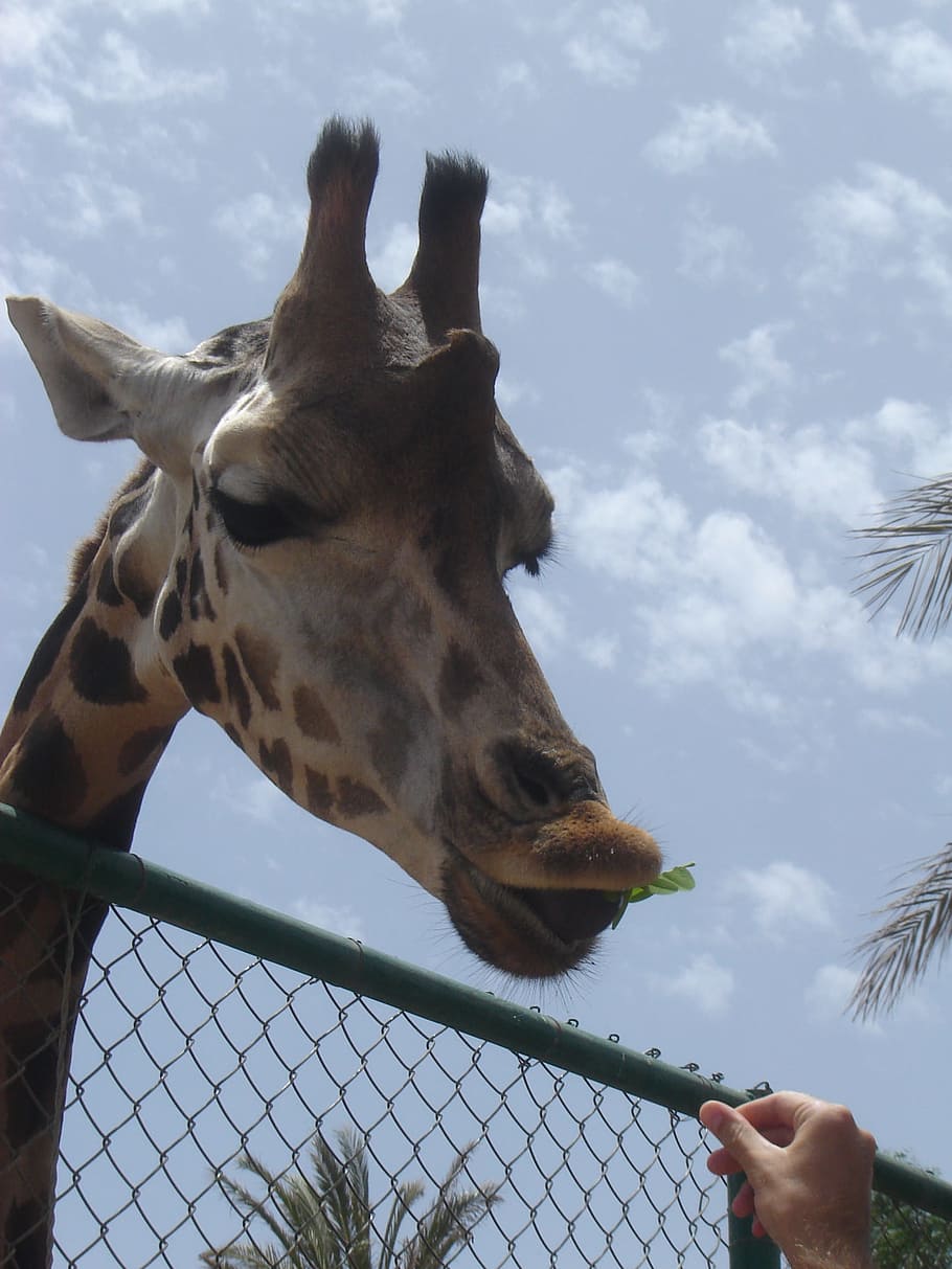 Animals, Giraffe, Zoo, Neck, animal world, human body part HD wallpaper
