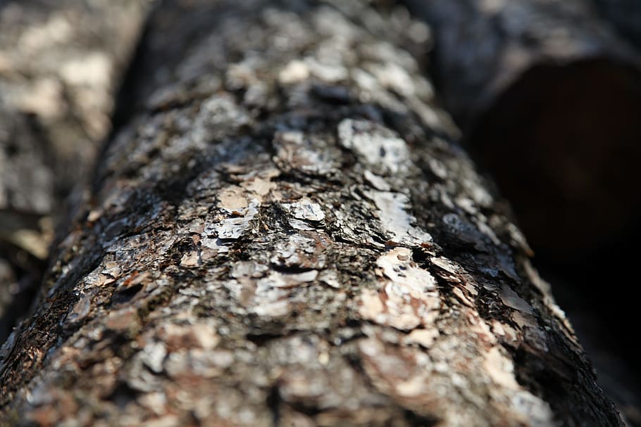 Shell, Nature, Wood, Tree, Firewood, trunk, cut, tree trunk HD wallpaper