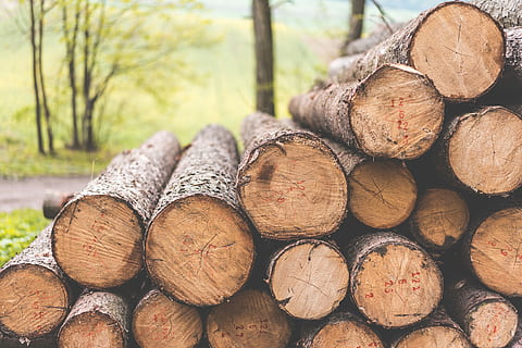 Stack of Felled Trees Felling Forestry Operations, nature, pile HD wallpaper