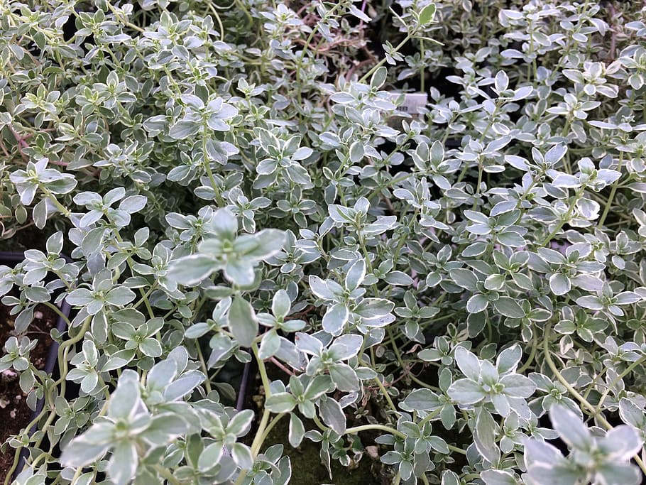 thyme, plant, herb, green, spice, leaf, garden, fresh, organic HD wallpaper