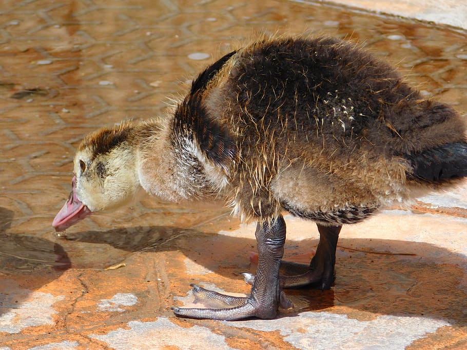 duck, animal, biped, beak, nature, feathers, chick, animal themes HD wallpaper