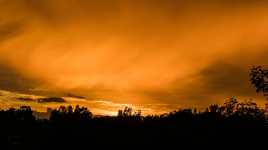 Serenity, silhouetto of trees at golden hour, sunset, sunrise HD wallpaper