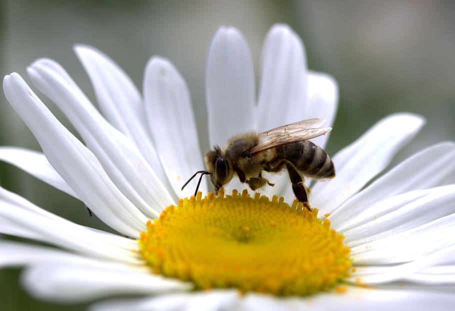 bee, daisy, pollen, work, insecta, nature, flower, white, flowering plant, HD wallpaper