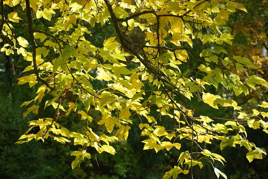 leaves, branch, tree, fall, autumn, leaf, plant part, growth HD wallpaper