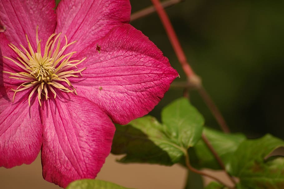 flower, pink, blossom, bloom, flowering plant, fragility, beauty in nature HD wallpaper