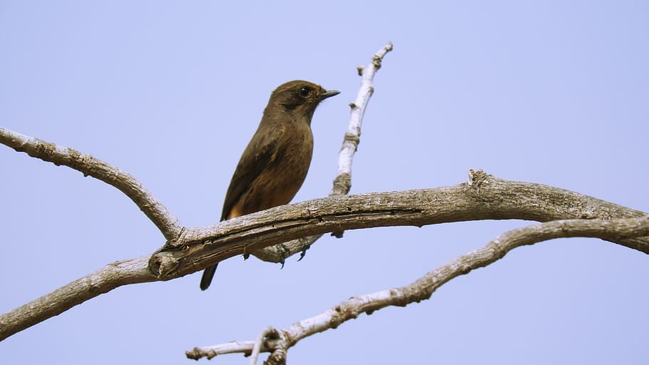 bird, nature, wildlife, tree, animal, beautiful, environment HD wallpaper