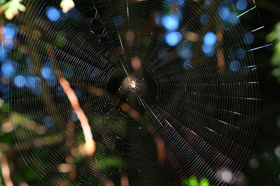 cobweb, spider, close, nature, insect, network, macro, strained networks HD wallpaper