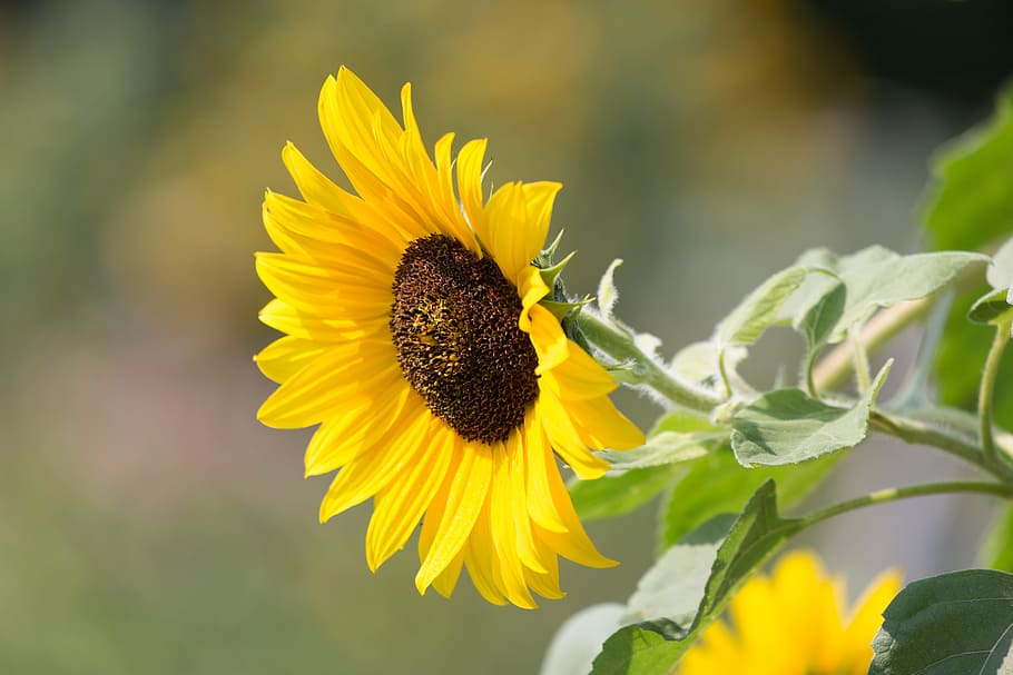 nature, garden, petals, plant, bloom, blossom, close-up, flora HD wallpaper