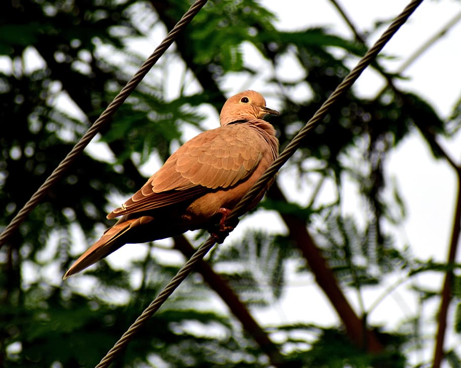 dove, bird, nature, wing, pigeon, feather, white, animal, peace HD wallpaper