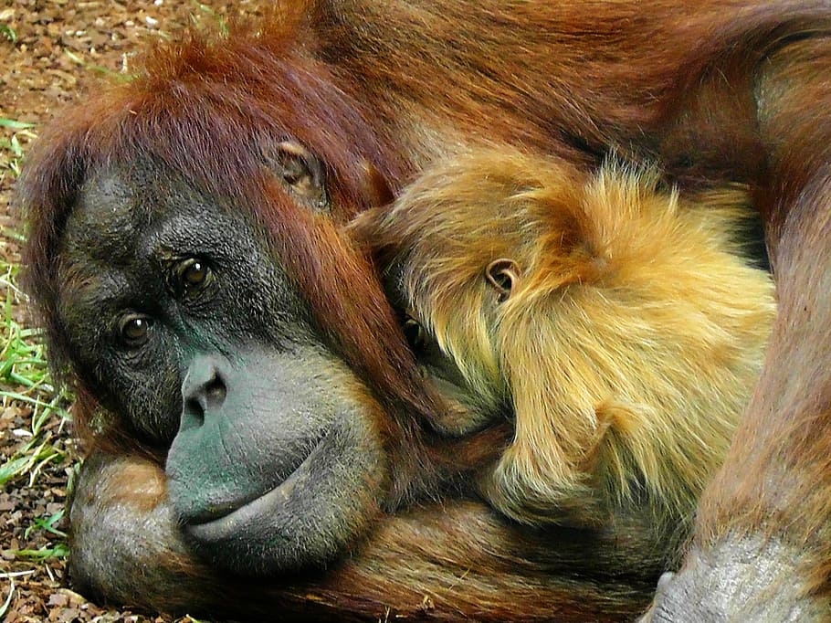 brown gorilla, orangutan, monkey, ape, primate, animal, wildlife HD wallpaper