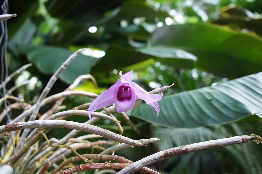 nature, plant, tree, leaf, tropical, flower, flowering plant HD wallpaper