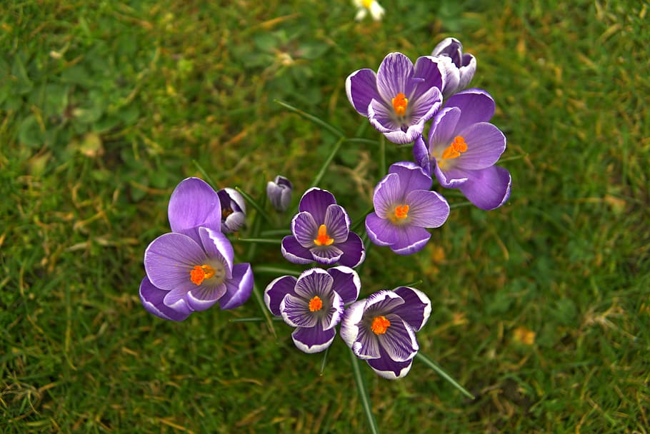 flower, nature, spring, flowering plant, freshness, beauty in nature HD wallpaper