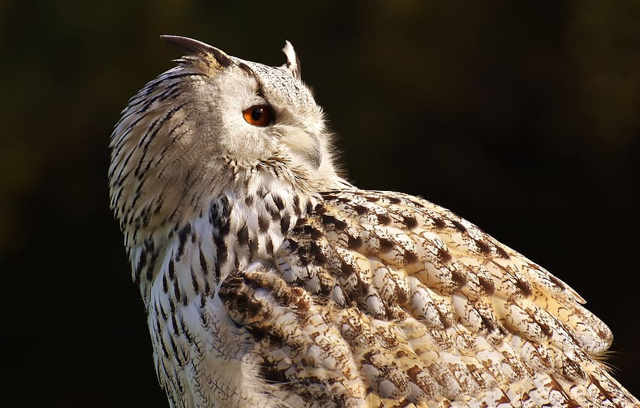 shallow focus photography of brown and beige owl, bird, feather HD wallpaper