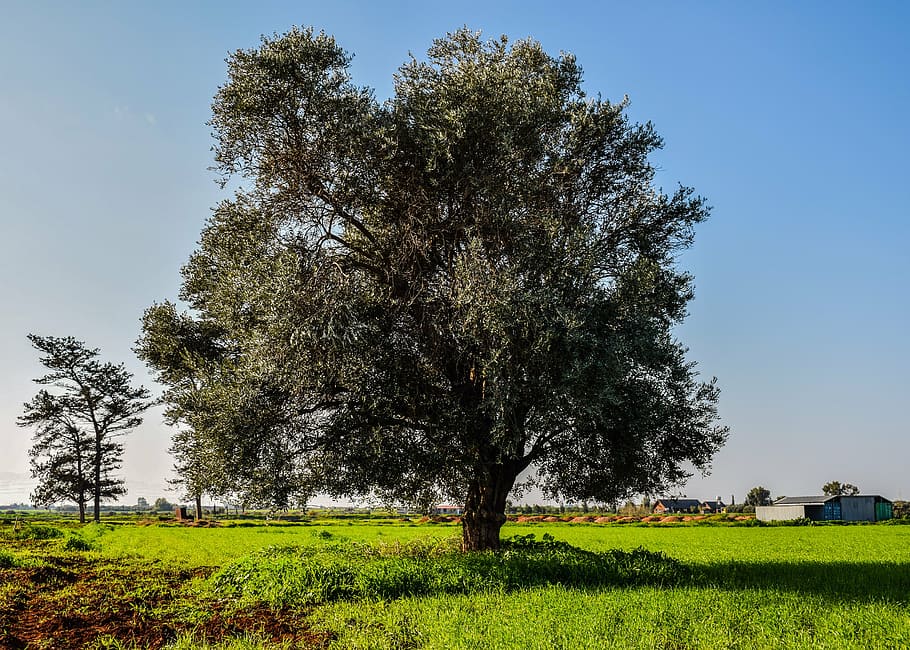 tree, meadow, landscape, field, scenery, rural, countryside HD wallpaper