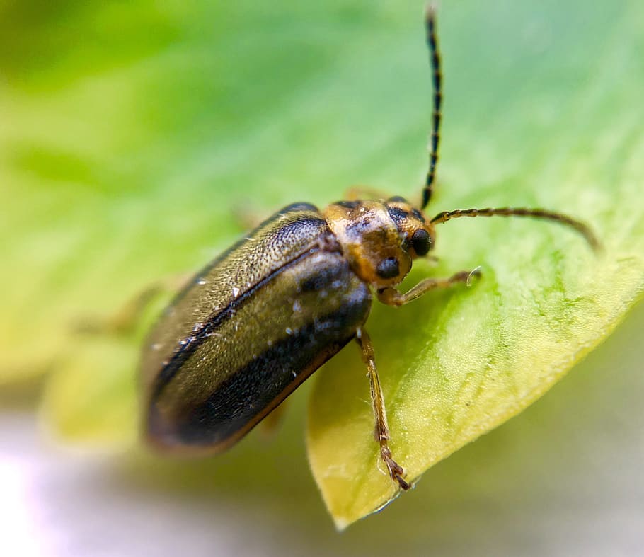 elm leaf beetle, bug, insect, elm tree, garden, animal themes HD wallpaper