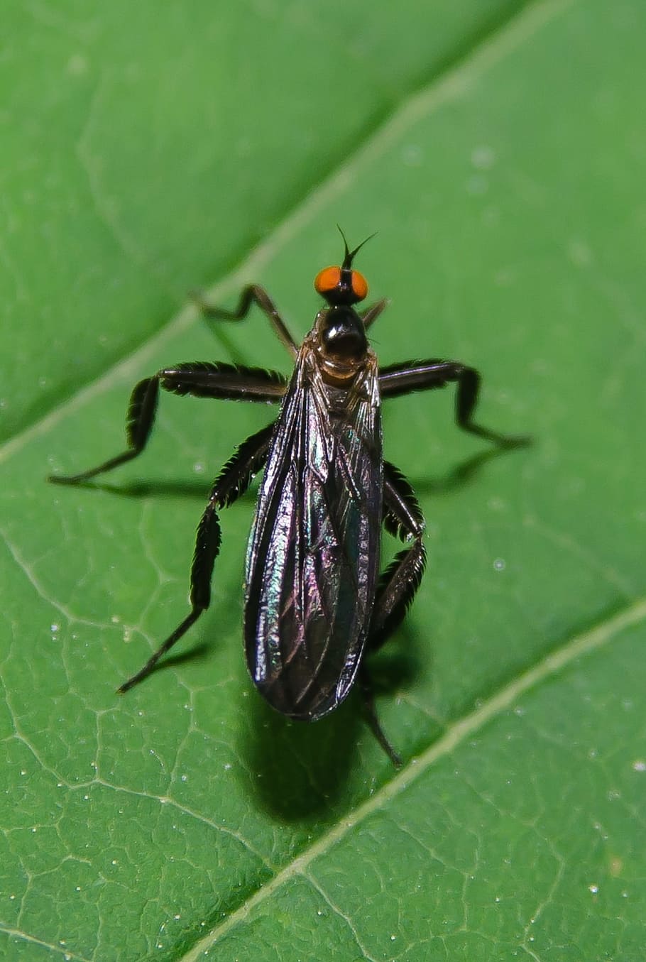 bug, plants, insect, leaf, nature, macro, zoom, nikon, d7000 HD wallpaper
