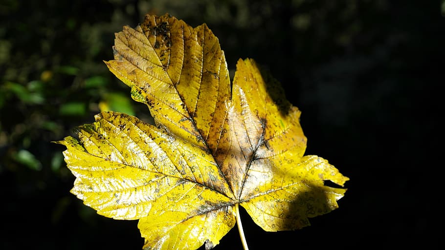 Maple, Leaf, Maple Leaf, Autumn, fall color, forest, leaves HD wallpaper