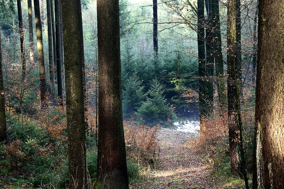 forest, forest path, trees, nature, away, leaves, mood, fog HD wallpaper