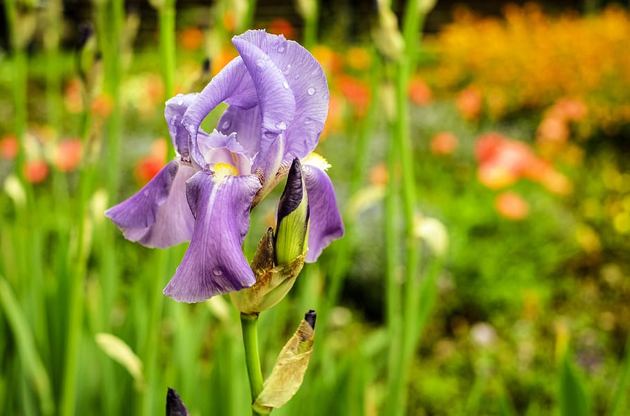 iris, flower, blossom, bloom, purple, flowers, garden, nature HD wallpaper