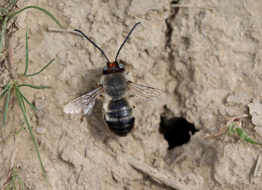 bee, wild, den, hole, insecta, invertebrate, animal wildlife, HD wallpaper