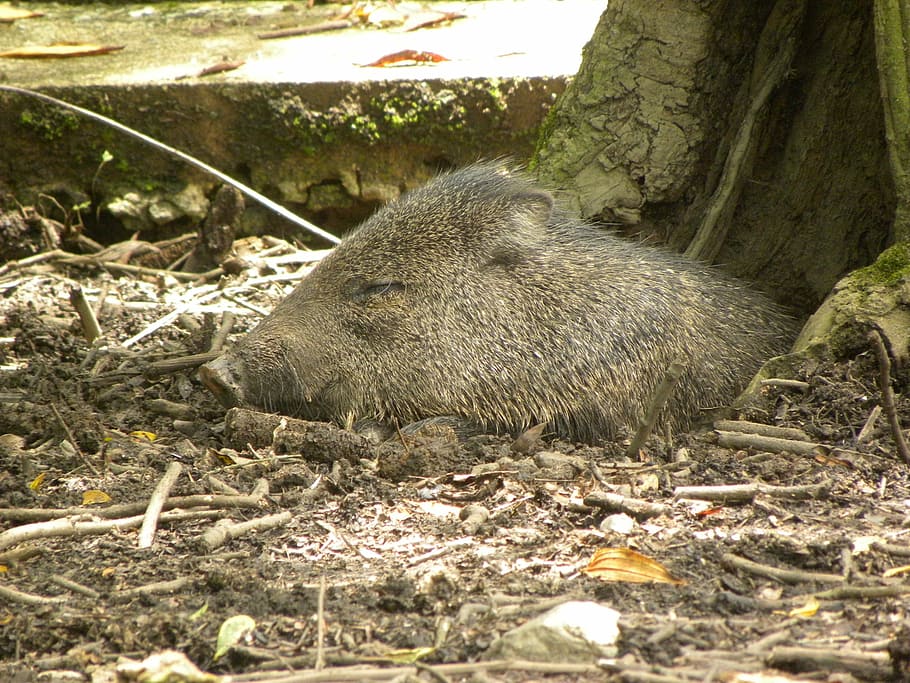 collared peccary, pig, gray, sleeping, animal, animal themes HD wallpaper