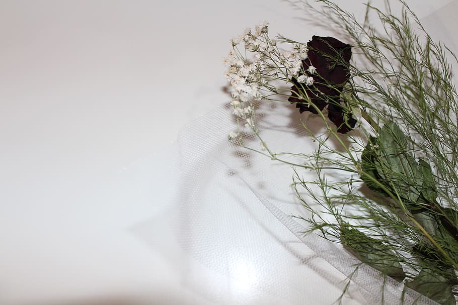 flower, leaves, white, plant, nature, no people, indoors, day HD wallpaper