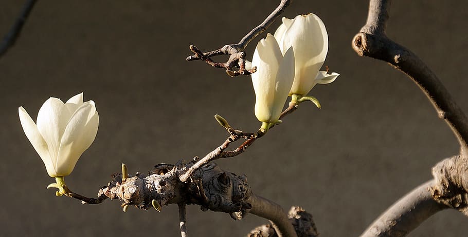 tree with white flowers during daytime, cherry, blossom, spring HD wallpaper