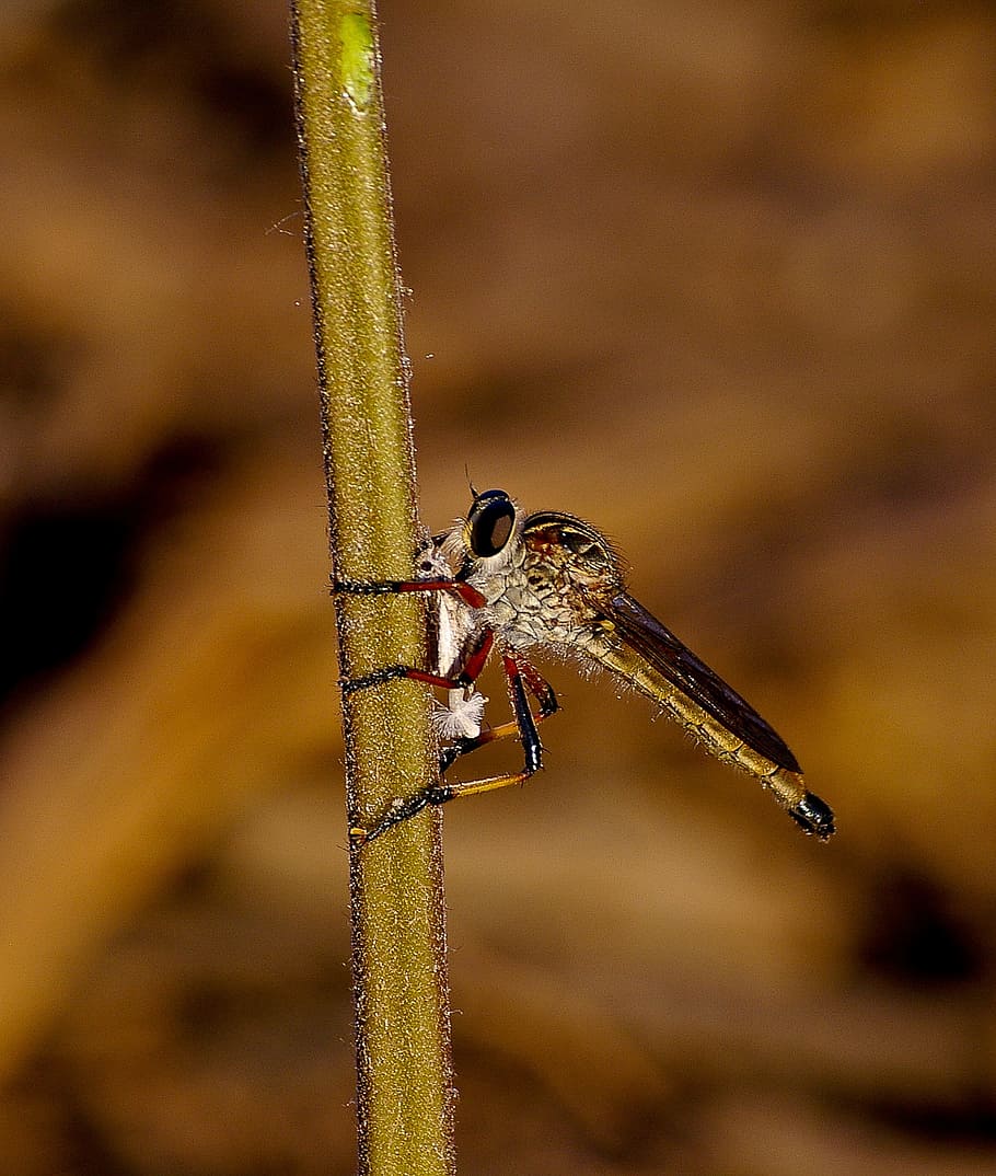 insect, fly, brown robber fly, resting, stalk, wild, queensland HD wallpaper