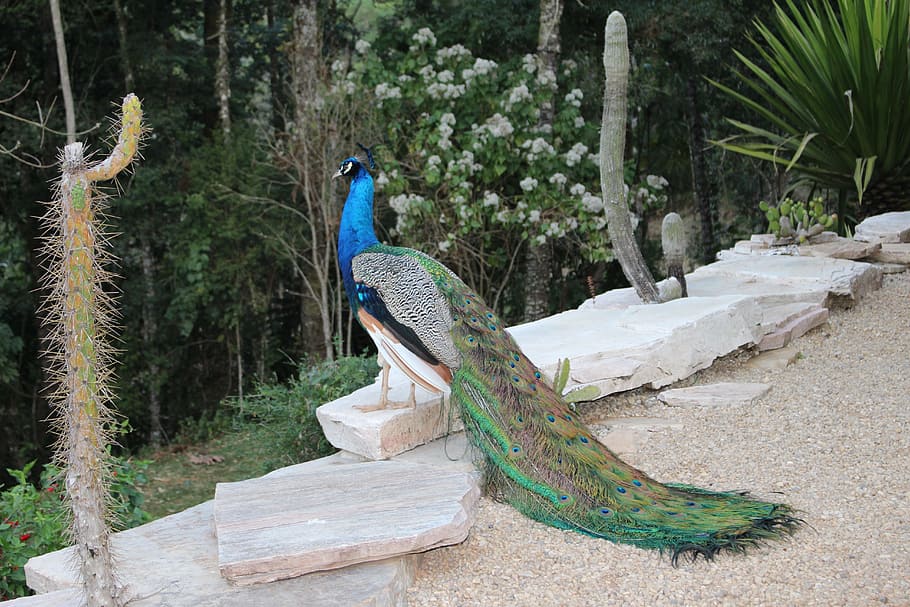 blue and green peacock on stone, beauty, bird, tree, plant HD wallpaper